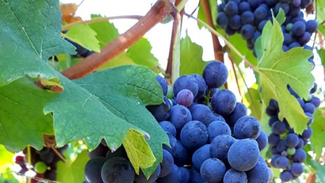Pinot Nero